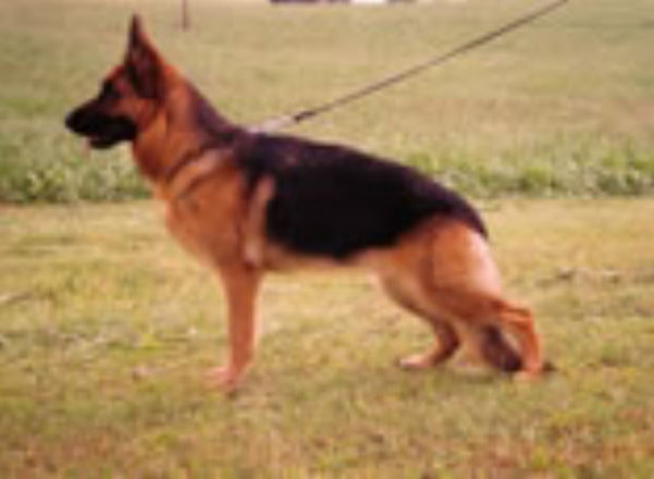 (VA) Waika von der kleinen Birke